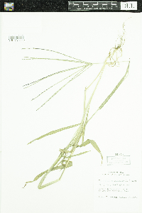 Digitaria sanguinalis image