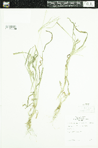 Digitaria sanguinalis image