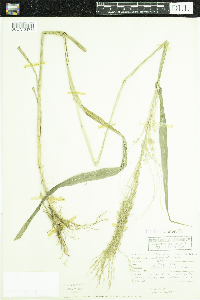 Digitaria insularis image