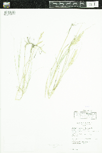 Distichlis spicata image