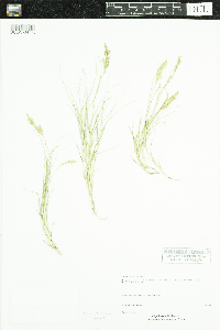 Distichlis spicata image