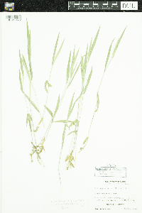 Dichanthelium praecocius image