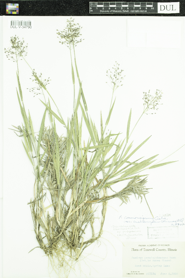 Dichanthelium sabulorum image