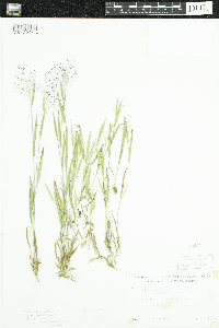 Dichanthelium praecocius image