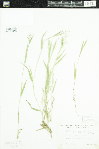 Dichanthelium praecocius image