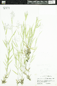 Dichanthelium praecocius image