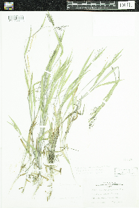 Dichanthelium praecocius image