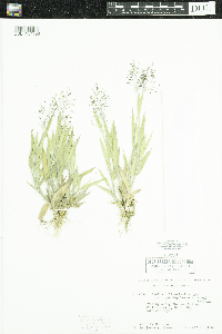 Dichanthelium ovale subsp. pseudopubescens image