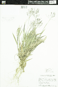 Dichanthelium ovale image