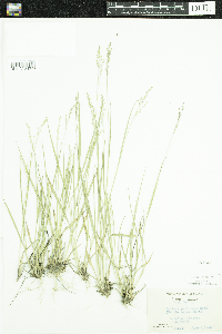 Media resource of Dichanthelium perlongum