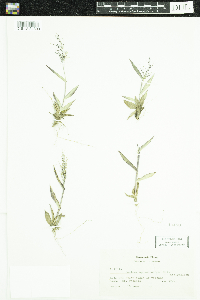 Dichanthelium sphaerocarpon image