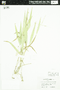 Media resource of Dichanthelium xanthophysum