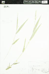 Thumbnail image of current specimen