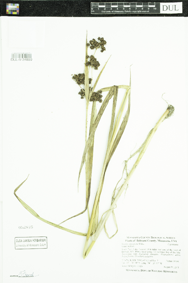 Scirpus atrovirens image