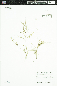 Stuckenia pectinata image