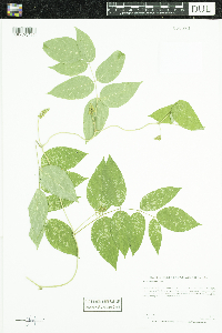 Apios americana image