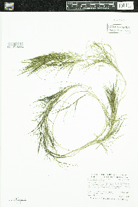 Stuckenia pectinata image