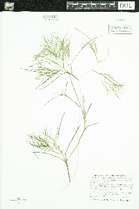 Stuckenia pectinata image