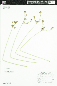 Schoenoplectus acutus image
