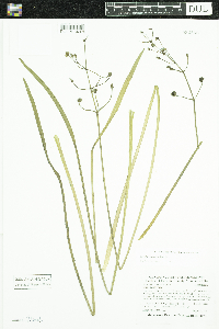 Sagittaria cristata image