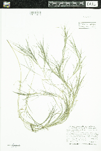 Stuckenia pectinata image