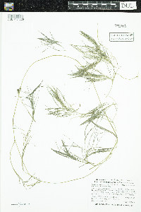 Stuckenia pectinata image