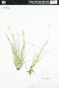 Dichanthelium depauperatum image