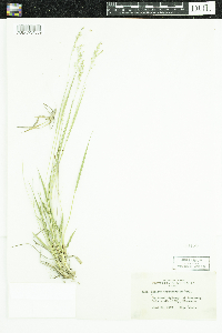 Dichanthelium depauperatum image