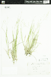 Dichanthelium depauperatum image