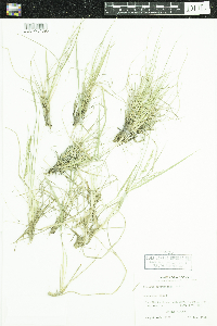 Dichanthelium depauperatum image