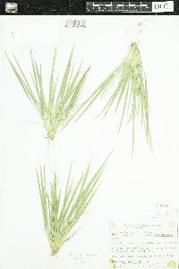 Media resource of Dichanthelium depauperatum