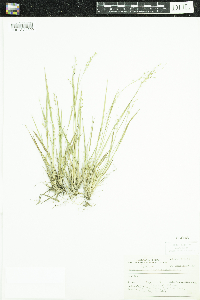 Dichanthelium depauperatum image