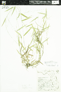 Dichanthelium dichotomum image