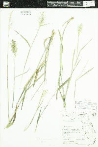 Dichanthelium dichotomum image