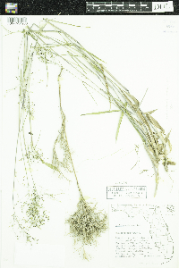 Dichanthelium dichotomum image