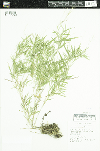 Dichanthelium dichotomum image