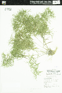 Dichanthelium dichotomum image
