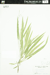 Media resource of Dichanthelium laxiflorum