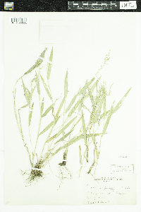 Media resource of Dichanthelium leibergii