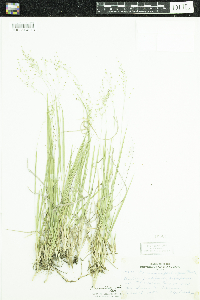 Dichanthelium linearifolium image