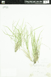 Dichanthelium linearifolium image