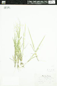 Dichanthelium linearifolium image