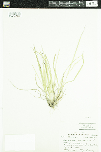 Dichanthelium linearifolium image