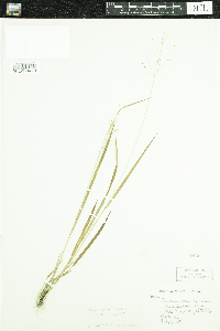 Dichanthelium linearifolium image