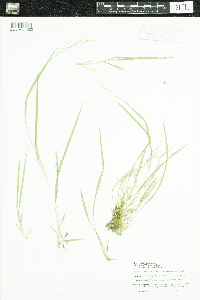 Dichanthelium linearifolium image