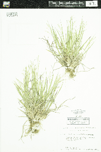 Dichanthelium linearifolium image