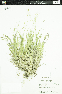 Dichanthelium linearifolium image