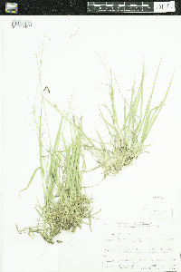 Dichanthelium linearifolium image