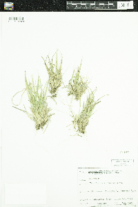 Dichanthelium linearifolium image