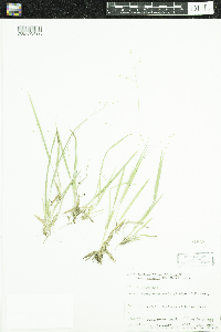 Dichanthelium linearifolium image